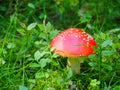 Red mushroom fly