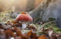 Red mushroom in forest Royalty Free Stock Photo