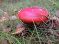 red mushroom in the forest poisonous mushroom fly agaric pine needles mushroom under needles Royalty Free Stock Photo