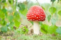 Red mushroom