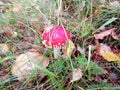 red mushroom in the grass poisonous mushroom fly agaric in the forest forest carpet Royalty Free Stock Photo