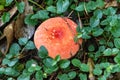 Red mushroom in the green clover