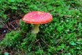 Red cap mushroom in softwood forest, fall season nature in detail