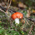 Red mushroom Royalty Free Stock Photo