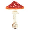 Red mushroom