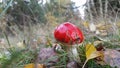 Red Mushroom Royalty Free Stock Photo
