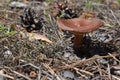 Red mushroom on needles carpet