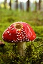 Red mushroom