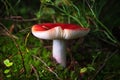 Red mushroom Russula russula in the forest close-up on a dark, with a shallow depth of field Royalty Free Stock Photo