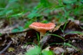 Red Mushroom Royalty Free Stock Photo