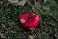 red mushroom small Royalty Free Stock Photo