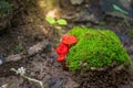 Red mushroom Royalty Free Stock Photo