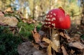 Red Mushroom on a Sunny Day