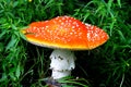 Red mushroom - texture Royalty Free Stock Photo