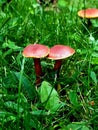 Red Mushroom Twins