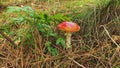 Red mushroom with white dots in the forest at fall.