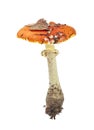 Red mushroom on white isolated background. Fly agaric