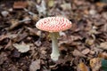 Red Mushroom with White Spots