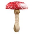 Red mushroom with white spots, fly agaric, fly amanita, Amanita muscaria illustration