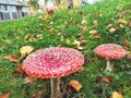 Red Mushroom White Spots Fly Agaric Royalty Free Stock Photo