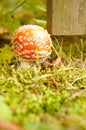Red mushroom Royalty Free Stock Photo