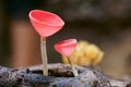 Red mushrooms Royalty Free Stock Photo