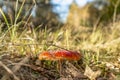 red mushrooms in the dry leaf of grass Royalty Free Stock Photo