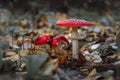 Red mushrooms fungi amanita between autumn leaves and branches Royalty Free Stock Photo