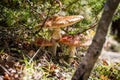 Red mushrooms fungi Royalty Free Stock Photo