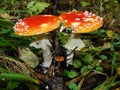 Red mushrooms fungi between autumn leaves Royalty Free Stock Photo