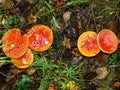 Five red mushrooms fungi between autumn leaves Royalty Free Stock Photo