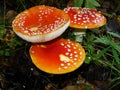 Red mushrooms fungi between autumn leaves Royalty Free Stock Photo