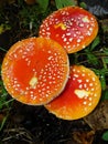 Red mushrooms fungi between autumn leaves Royalty Free Stock Photo