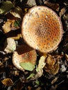 Red mushrooms fungi between autumn leaves Royalty Free Stock Photo