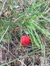 Red mushrooms fungi. Fly agaric. Royalty Free Stock Photo