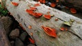 red mushrooms growing on fallen trees Royalty Free Stock Photo