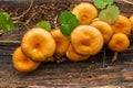 Red mushrooms of the honey mushroom family in the forest on a stump in autumn. Royalty Free Stock Photo