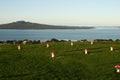 Waterfront red mushrooms on grassy Mount Victoria, Devonport, Auckland, New Zealand