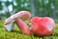 Red mushrooms Royalty Free Stock Photo