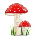 Red mushrooms vector realistic. Growing Detailed 3d illustrations