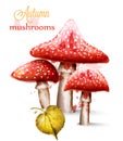 Red mushrooms watercolor Vector isolated on white backgrounds