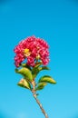 Red Myrtle Muskogee flower, in full bloom Royalty Free Stock Photo