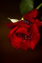 Red 'n Fragrant Rose - Hybrid Tea Royalty Free Stock Photo