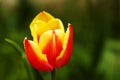 Red'n Yellow Tulip