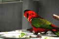 A red naked parrot
