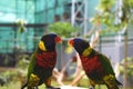 Two red naked parrots