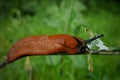 Red naked snail in the green garden