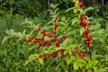 Red Nanking Bush Cherry in a garden. Prunus tomentosa Royalty Free Stock Photo