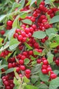 Red nanking cherries on a tree in the early summer. Prunus tomentosa, Cerasus tomentosa