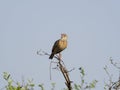 Red-naped bushlark, Mirafra africana